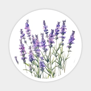 Lavender flowers bunch Magnet